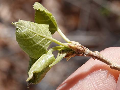 Fremont's Cottonwood (Populus fremontii)