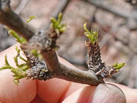 Honey Mesquite (Neltuma glandulosa)