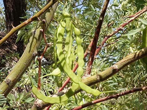 Honey Mesquite (Neltuma glandulosa)