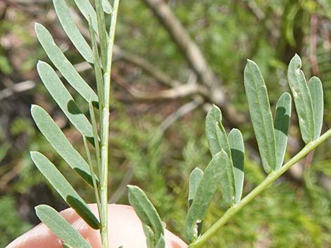 Honey Mesquite (Neltuma glandulosa)