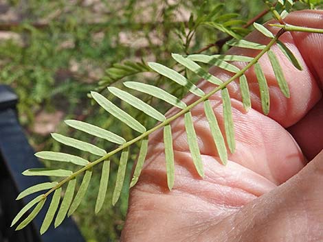 Honey Mesquite (Neltuma glandulosa)