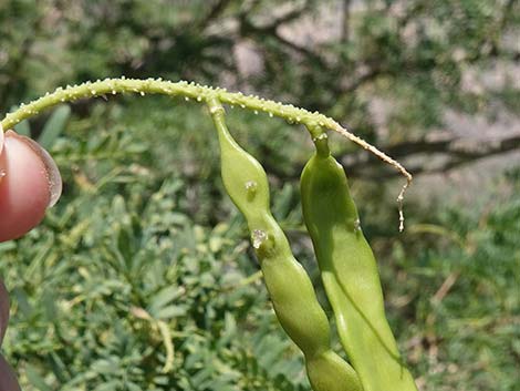 Honey Mesquite (Neltuma glandulosa)