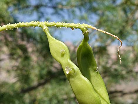 Honey Mesquite (Neltuma glandulosa)