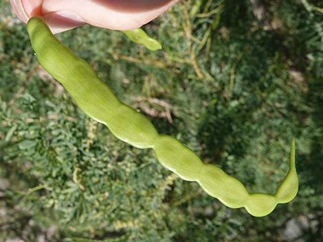 Honey Mesquite (Neltuma glandulosa)