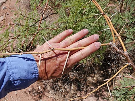 Honey Mesquite (Neltuma glandulosa)