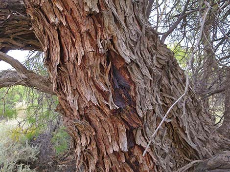 Honey Mesquite (Neltuma glandulosa)