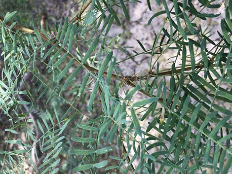 Honey Mesquite (Neltuma glandulosa)