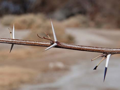 Screwbean Mesquite (Prosopis pubescens)