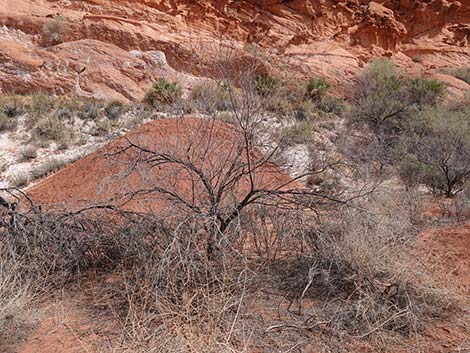 Screwbean Mesquite (Prosopis pubescens)