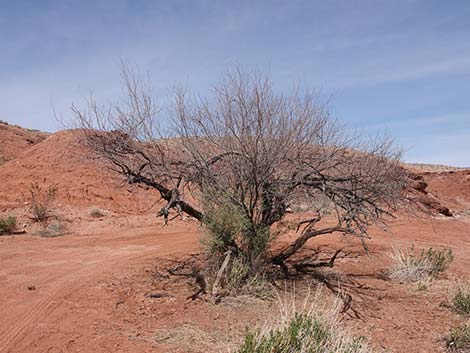 Screwbean Mesquite (Prosopis pubescens)