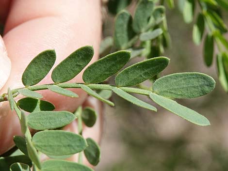 Screwbean Mesquite (Prosopis pubescens)