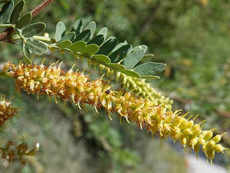 Screwbean Mesquite (Prosopis pubescens)