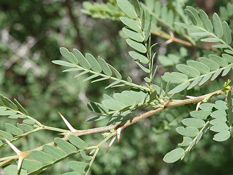 Screwbean Mesquite (Prosopis pubescens)