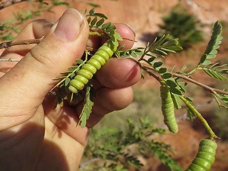 Screwbean Mesquite (Prosopis pubescens)