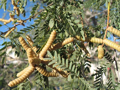 Screwbean Mesquite (Prosopis pubescens)