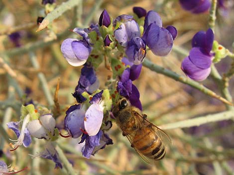 Smoketree (Psorothamnus spinosus)