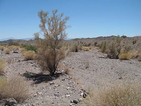 Smoketree (Psorothamnus spinosus)