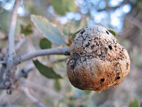 Canyon Live Oak (Quercus chrysolepis)