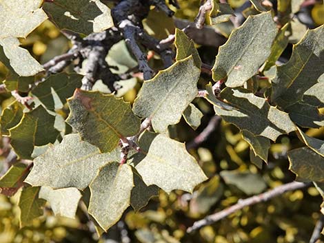 Shrub Live Oak (Quercus turbinella)