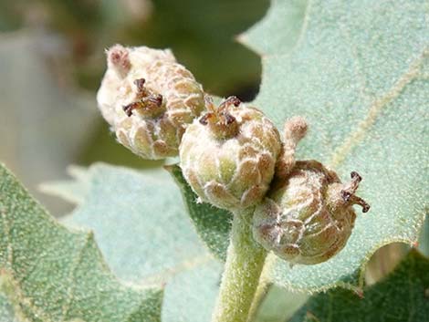 Shrub Live Oak (Quercus turbinella)