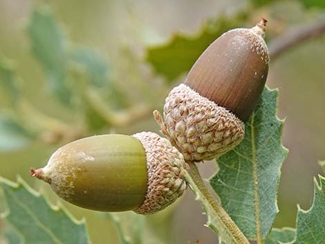 Shrub Live Oak (Quercus turbinella)