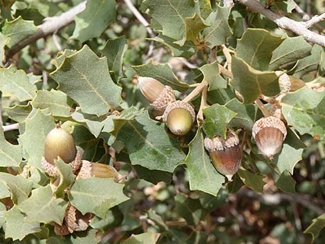 Shrub Live Oak (Quercus turbinella)