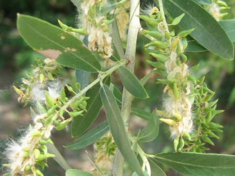 Goodding's Willow (Salix gooddingii)