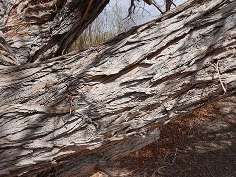 Goodding's Willow (Salix gooddingii)