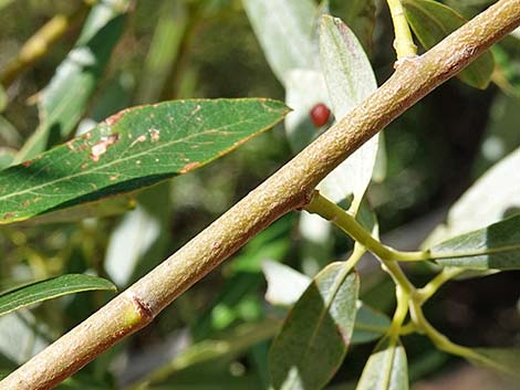 Arroyo Willow (Salix lasiolepis)