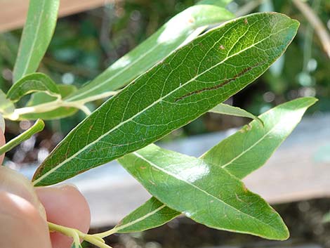 Arroyo Willow (Salix lasiolepis)