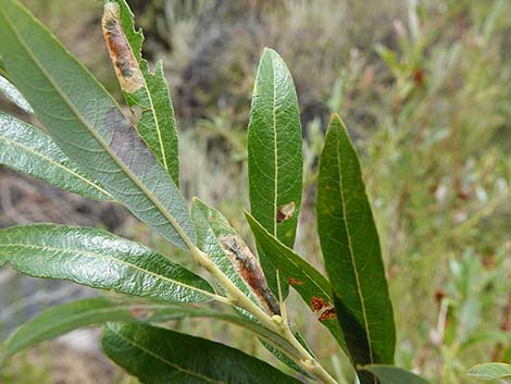 Arroyo Willow (Salix lasiolepis)