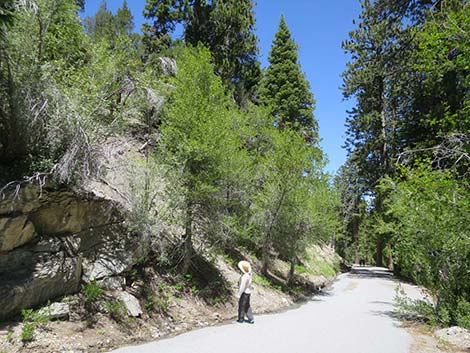 Arroyo Willow (Salix lasiolepis)