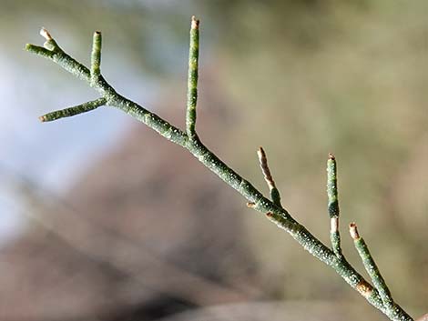 Athel Tamarisk (Tamarix aphylla)