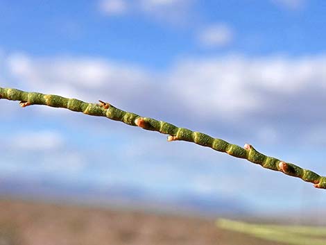 Athel Tamarisk (Tamarix aphylla)