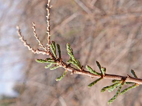 Saltcedar (Tamarix ramosissima)