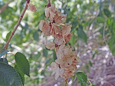 Siberian Elm (Ulmus pumila)