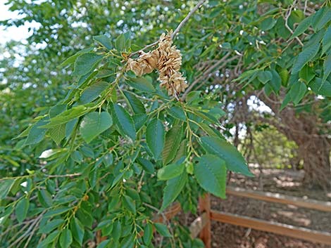 Siberian Elm (Ulmus pumila)