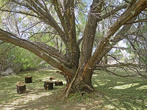 Siberian Elm (Ulmus pumila)