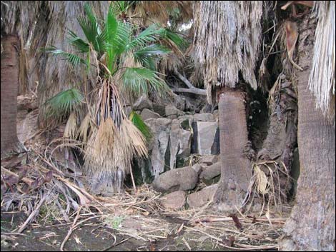 California Fan Palm (Washingtonia filifera)