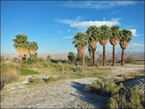 California Fan Palm (Washingtonia filifera)