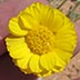 Woolly Desert Marigold (Baileya pleniradiata)