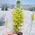 Desert Princesplume (Stanleya pinnata)