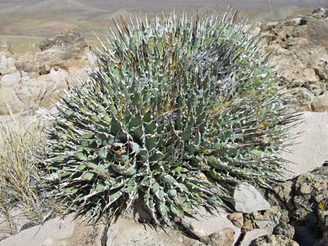 Clark Mountain Agave (Agave utahensis var. nevadensis)