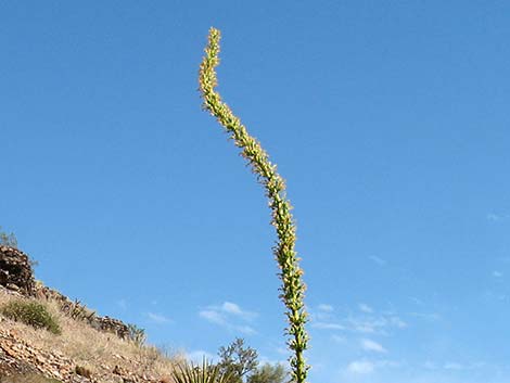 Utah Agave (Agave utahensis var. utahensis)