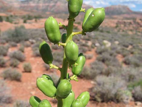 Utah Agave (Agave utahensis var. utahensis)