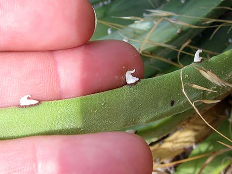 Utah Agave (Agave utahensis var. utahensis)