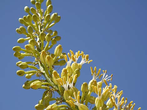 Utah Agave (Agave utahensis var. utahensis)