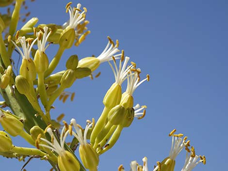 Utah Agave (Agave utahensis var. utahensis)