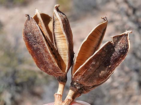 Utah Agave (Agave utahensis var. utahensis)