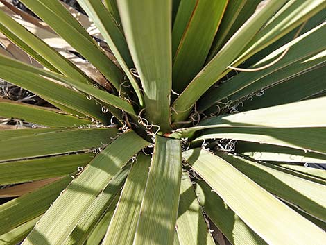 Bigelow's Nolina (Nolina bigelovii)